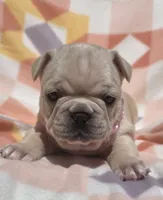 Sunni , a female French Bulldog for sale in Aurora, MO – 7 of 8