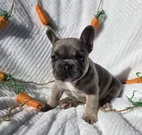 Stone, a male French Bulldog for sale in Aurora, MO – Photo 6 of 6