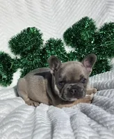 Stone, a male French Bulldog for sale in Aurora, MO – Photo 5 of 6