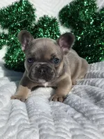 Stone, a male French Bulldog for sale in Aurora, MO – Photo 3 of 6