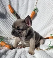 Stone, a male French Bulldog for sale in Aurora, MO – Photo 2 of 6