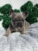 Stone, a male French Bulldog for sale in Aurora, MO – Photo 4 of 6
