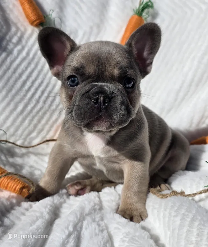 Stone, a male French Bulldog for sale in Aurora, MO – Photo 1 of 6