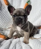 Stone, a male French Bulldog for sale in Aurora, MO – Photo 1 of 6