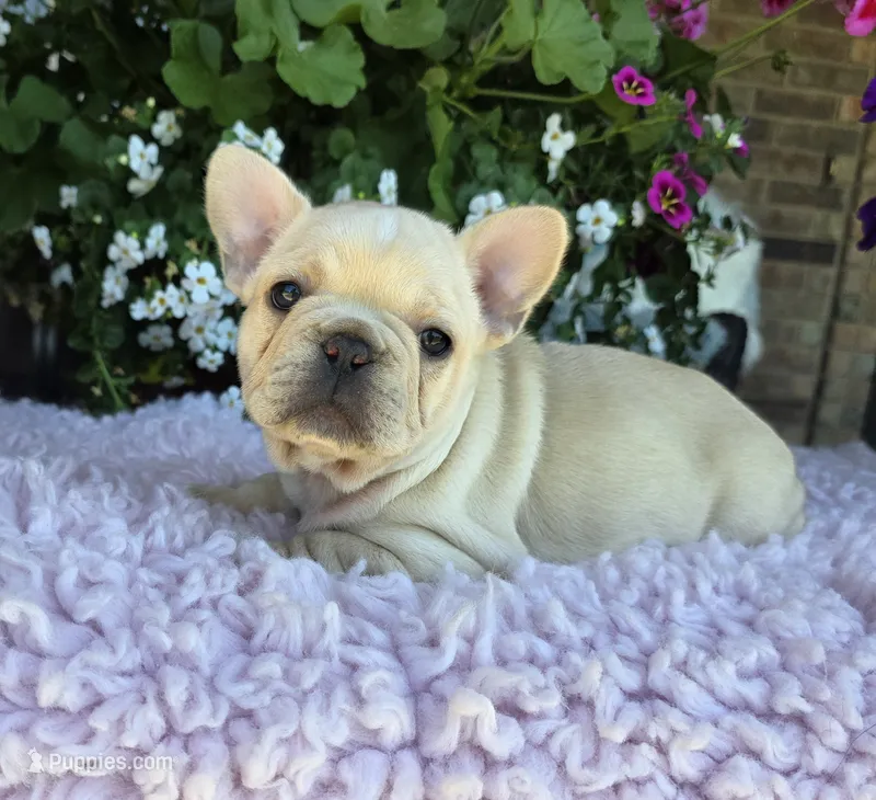 Sunni  – French Bulldog puppy for sale in Aurora, MO