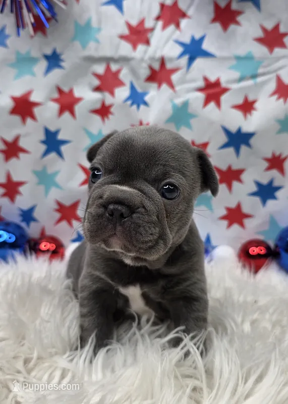 Abel – French Bulldog puppy for sale in Aurora, MO