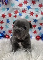 Abel, a male French Bulldog for sale in Aurora, MO – 1 of 7