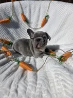 Slade, a male French Bulldog for sale in Aurora, MO – Photo 2 of 8