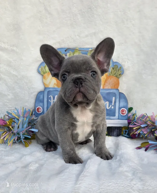 Slade – French Bulldog puppy for sale in Aurora, MO