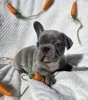 Slade, a male French Bulldog for sale in Aurora, MO – Photo 5 of 8