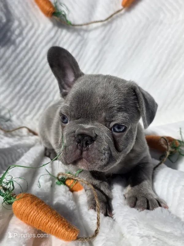 Slade, a male French Bulldog for sale in Aurora, MO – Photo 1 of 8