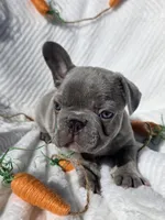 Slade, a male French Bulldog for sale in Aurora, MO – Photo 1 of 8