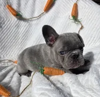 Slade, a male French Bulldog for sale in Aurora, MO – Photo 6 of 8