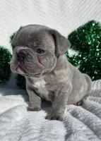 Slade, a male French Bulldog for sale in Aurora, MO – Photo 3 of 8