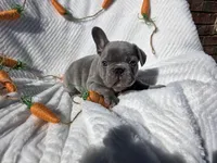 Slade, a male French Bulldog for sale in Aurora, MO – Photo 8 of 8