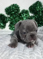 Slade, a male French Bulldog for sale in Aurora, MO – Photo 4 of 8