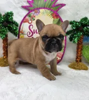 Gracelynn, a female French Bulldog for sale in Aurora, MO – 6 of 10