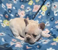 Serene , a female French Bulldog for sale in Aurora, MO – 8 of 9