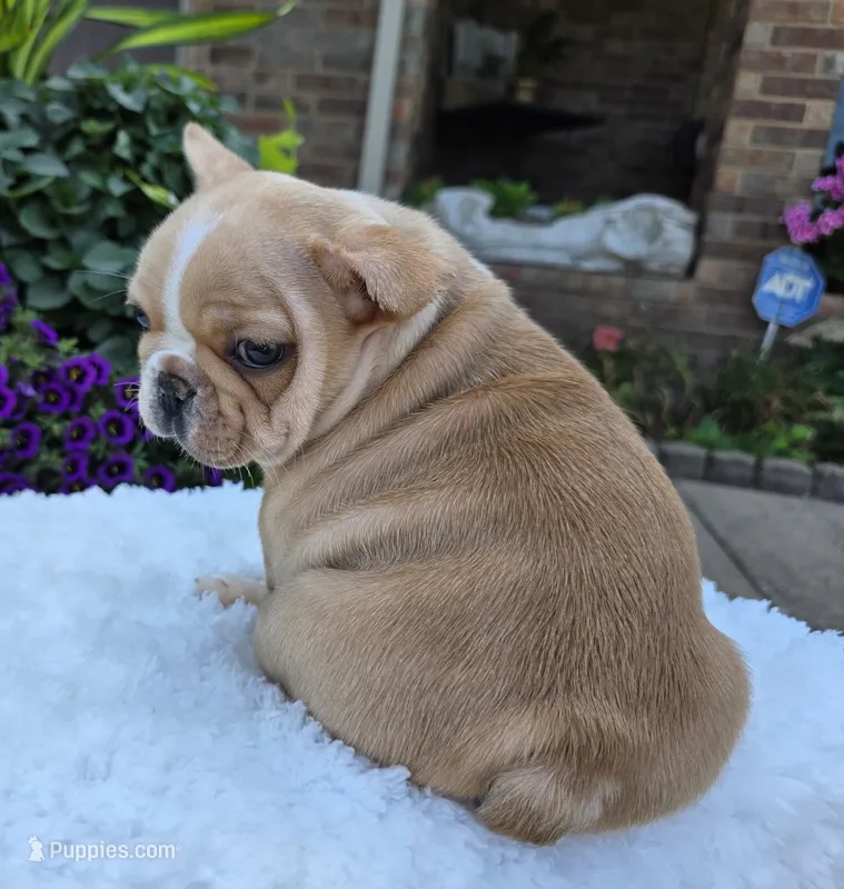 Graham – French Bulldog puppy for sale in Aurora, MO