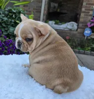 Graham, a male French Bulldog for sale in Aurora, MO – 1 of 10