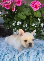 Serene , a female French Bulldog for sale in Aurora, MO – 5 of 9