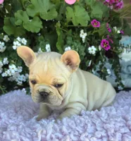 Sunni , a female French Bulldog for sale in Aurora, MO – 2 of 8