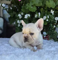 Skylynn , a female French Bulldog for sale in Aurora, MO – 6 of 9