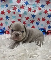 Indy, a female French Bulldog for sale in Aurora, MO – 5 of 5