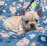 Serene , a female French Bulldog for sale in Aurora, MO – 7 of 9