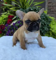 Gracelynn, a female French Bulldog for sale in Aurora, MO – 3 of 10