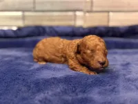 Theo, a male Maltipoo and Poodle - Toy  for sale in Kentwood, LA – Photo 1 of 2