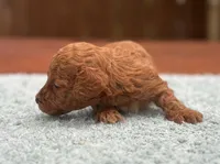 Theo, a male Maltipoo and Poodle - Toy  for sale in Kentwood, LA – 4 of 5