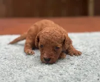 Theo, a male Maltipoo and Poodle - Toy  for sale in Kentwood, LA – 5 of 5
