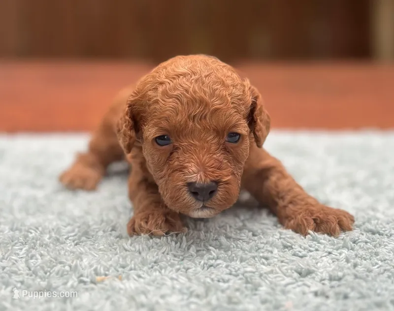 Theo – Maltipoo, Poodle - Toy  puppy for sale in Kentwood, LA