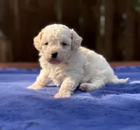 Max, a male Maltipoo for sale in Kentwood, LA – 3 of 4