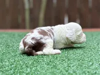 Milo , a male Cockapoo for sale in Kentwood, LA – 7 of 9