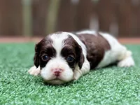 Tinkerbell, a female Cockapoo for sale in Kentwood, LA – 4 of 7