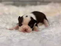 Sassy , a female Boston Terrier for sale in Kentwood, LA – 4 of 6