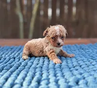 Teddy , a male Poodle - Toy  for sale in Kentwood, LA – 1 of 6