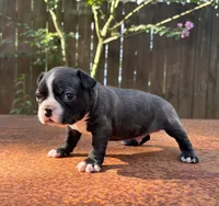 Bruno , a male Boston Terrier for sale in Kentwood, LA – 3 of 6