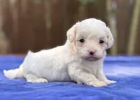 Frankie, a male Maltipoo for sale in Kentwood, LA – 2 of 6