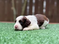 Nash, a male Cockapoo for sale in Kentwood, LA – 4 of 8
