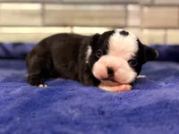 Max , a male Boston Terrier for sale in Kentwood, LA – 2 of 4