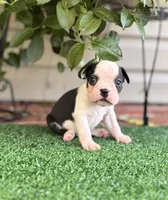 Aster, a male Boston Terrier for sale in Kentwood, LA – 3 of 8