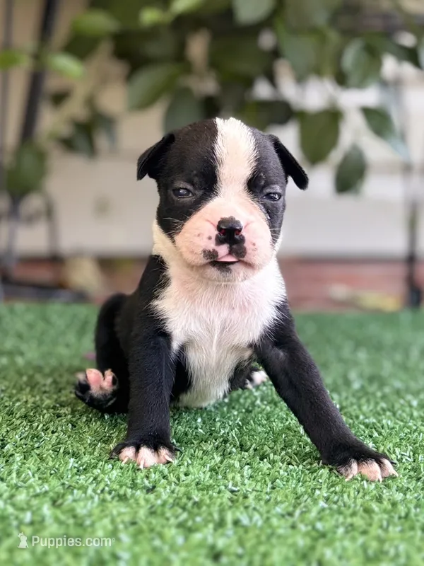 Petunia  – Boston Terrier puppy for sale in Kentwood, LA
