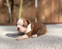 Duke, a male Boston Terrier for sale in Kentwood, LA – 2 of 4
