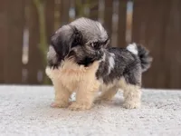 Peaches , a female Shih Tzu for sale in Kentwood, LA – 7 of 8