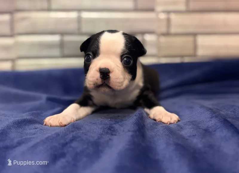 Max  – Boston Terrier puppy for sale in Kentwood, LA