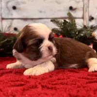 Odie, a male Shih Tzu for sale in Kentwood, LA – Photo 5 of 6