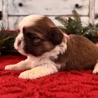 Odie, a male Shih Tzu for sale in Kentwood, LA – Photo 3 of 6